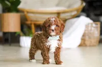 Ollie, a male Poodle - Miniature  for sale in Sugarcreek, OH – Photo 8 of 9