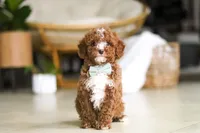 Ollie, a male Poodle - Miniature  for sale in Sugarcreek, OH – Photo 2 of 9