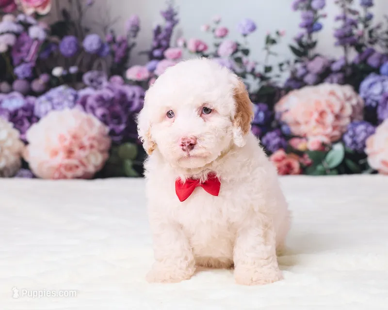 Conner – Miniature Goldendoodle puppy for sale in Sugarcreek, OH