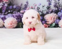 Conner, a male Miniature Goldendoodle for sale in Sugarcreek, OH – 1 of 5