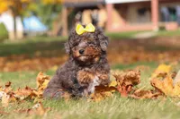 Pearl, a female Poodle - Miniature  for sale in Sugarcreek, OH – Photo 2 of 9