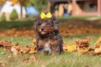 Pearl, a female Poodle - Miniature  for sale in Sugarcreek, OH – Photo 4 of 9