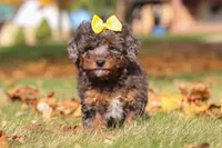 Pearl, a female Poodle - Miniature  for sale in Sugarcreek, OH – Photo 1 of 9