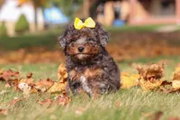 Pearl, a female Poodle - Miniature  for sale in Sugarcreek, OH – Photo 6 of 9