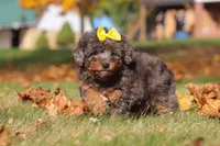 Pearl, a female Poodle - Miniature  for sale in Sugarcreek, OH – Photo 7 of 9