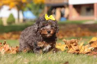 Pearl, a female Poodle - Miniature  for sale in Sugarcreek, OH – Photo 8 of 9