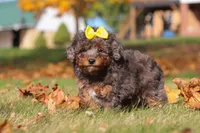 Pearl, a female Poodle - Miniature  for sale in Sugarcreek, OH – Photo 5 of 9