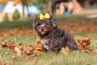 Pearl, a female Poodle - Miniature  for sale in Sugarcreek, OH – Photo 9 of 9