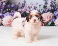 Cupcake, a female Miniature Goldendoodle for sale in Sugarcreek, OH – 3 of 5