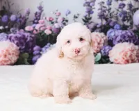 Conner, a male Miniature Goldendoodle for sale in Sugarcreek, OH – 4 of 5