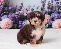 Chip, a male Miniature Goldendoodle for sale in Sugarcreek, OH – 3 of 5