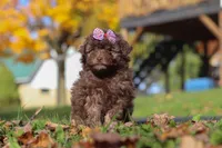 Queenie, a female Poodle - Toy  for sale in Sugarcreek, OH – Photo 1 of 7