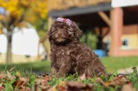 Queenie, a female Poodle - Toy  for sale in Sugarcreek, OH – Photo 4 of 7