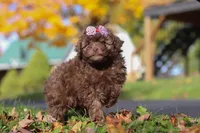 Queenie, a female Poodle - Toy  for sale in Sugarcreek, OH – Photo 7 of 7