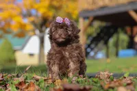 Queenie, a female Poodle - Toy  for sale in Sugarcreek, OH – Photo 2 of 7