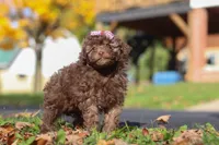 Queenie, a female Poodle - Toy  for sale in Sugarcreek, OH – Photo 5 of 7