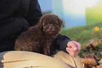 Queenie, a female Poodle - Toy  for sale in Sugarcreek, OH – Photo 6 of 7