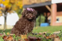 Queenie, a female Poodle - Toy  for sale in Sugarcreek, OH – Photo 3 of 7