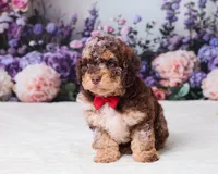Chief, a male Miniature Goldendoodle for sale in Sugarcreek, OH – 1 of 5