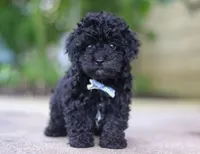 Leo, a male Poodle - Miniature  for sale in Sugarcreek, OH – Photo 3 of 10