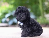 Leo, a male Poodle - Miniature  for sale in Sugarcreek, OH – Photo 2 of 10