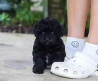 Leo, a male Poodle - Miniature  for sale in Sugarcreek, OH – Photo 7 of 10