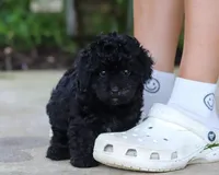 Leo, a male Poodle - Miniature  for sale in Sugarcreek, OH – Photo 4 of 10