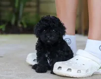 Leo, a male Poodle - Miniature  for sale in Sugarcreek, OH – Photo 5 of 10