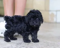 Leo, a male Poodle - Miniature  for sale in Sugarcreek, OH – Photo 10 of 10