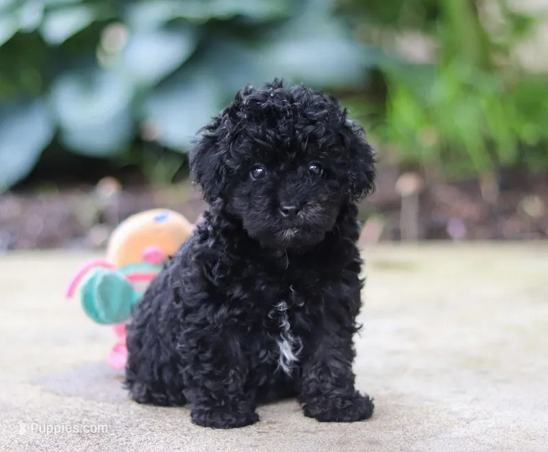Leo, a male Poodle - Miniature  for sale in Sugarcreek, OH – Photo 1 of 10