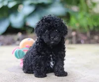 Leo, a male Poodle - Miniature  for sale in Sugarcreek, OH – Photo 1 of 10