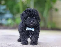 Leo, a male Poodle - Miniature  for sale in Sugarcreek, OH – Photo 6 of 10