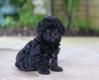 Leo, a male Poodle - Miniature  for sale in Sugarcreek, OH – Photo 9 of 10