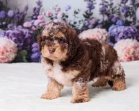 Chief, a male Miniature Goldendoodle for sale in Sugarcreek, OH – 3 of 5