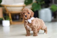 Opus, a male Poodle - Miniature  for sale in Sugarcreek, OH – Photo 5 of 7