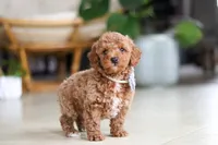 Opus, a male Poodle - Miniature  for sale in Sugarcreek, OH – Photo 7 of 7
