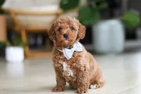 Opus, a male Poodle - Miniature  for sale in Sugarcreek, OH – Photo 1 of 7