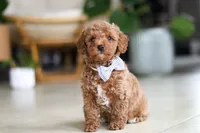 Opus, a male Poodle - Miniature  for sale in Sugarcreek, OH – Photo 4 of 7