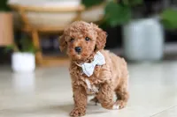 Opus, a male Poodle - Miniature  for sale in Sugarcreek, OH – Photo 6 of 7