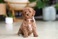 Opus, a male Poodle - Miniature  for sale in Sugarcreek, OH – Photo 2 of 7