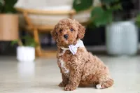 Opus, a male Poodle - Miniature  for sale in Sugarcreek, OH – Photo 3 of 7