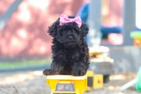 April, a female Poodle - Miniature  for sale in Sugarcreek, OH – 2 of 7