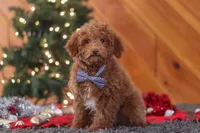 Stitch, a male Poodle - Miniature  for sale in Sugarcreek, OH – Photo 1 of 6