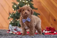 Stitch, a male Poodle - Miniature  for sale in Sugarcreek, OH – Photo 4 of 6