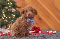 Stitch, a male Poodle - Miniature  for sale in Sugarcreek, OH – Photo 3 of 6