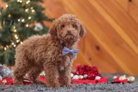 Stitch, a male Poodle - Miniature  for sale in Sugarcreek, OH – Photo 5 of 6