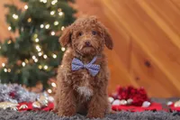 Stitch, a male Poodle - Miniature  for sale in Sugarcreek, OH – Photo 2 of 6