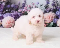 Conner, a male Miniature Goldendoodle for sale in Sugarcreek, OH – 2 of 5