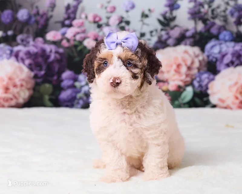 Cupcake – Miniature Goldendoodle puppy for sale in Sugarcreek, OH