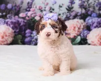 Cupcake, a female Miniature Goldendoodle for sale in Sugarcreek, OH – 1 of 5